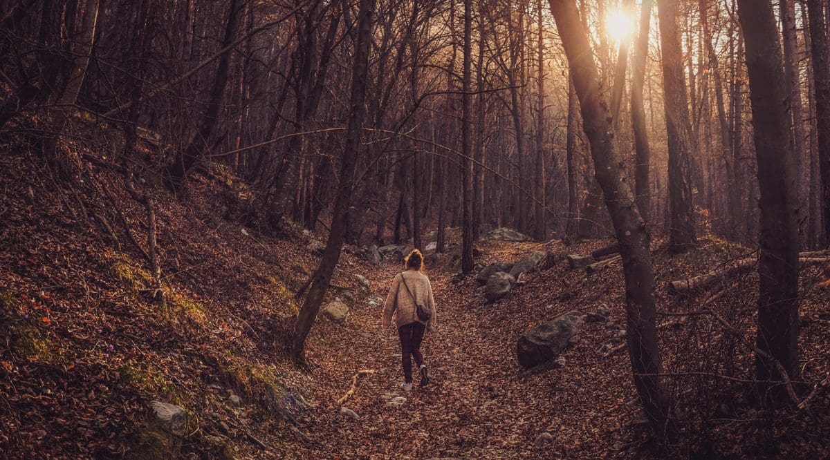 Lernpausen-Bewegung-Wald-Mymorize